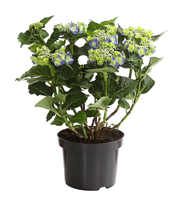 Teller-Hortensie, ca. 30-40 cm