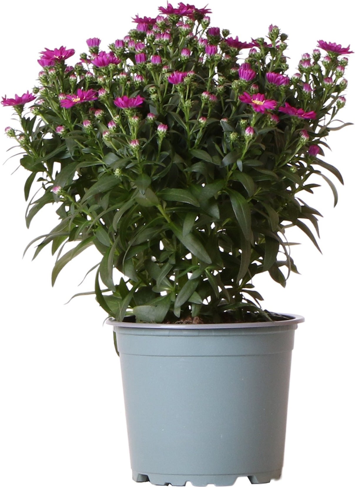 Herfstaster (Aster novi-belgii 'Starletta Serie Red') D 12 H 30 cm