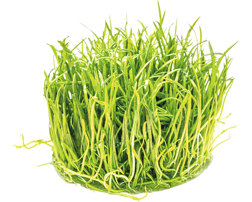 Braziliaanse gras plant - Lilaeopsis brasiliensis In-Vitro