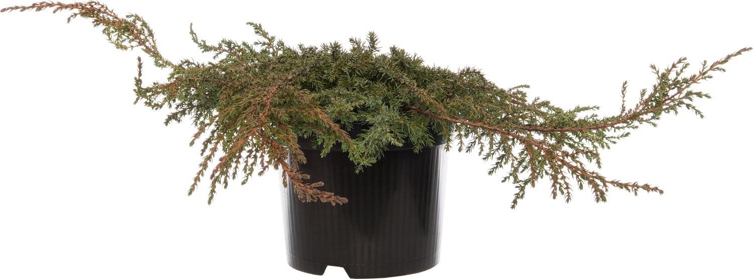 Jeneverbes (Juniperus communis 'Green Carpet') D 17 H 20 cm