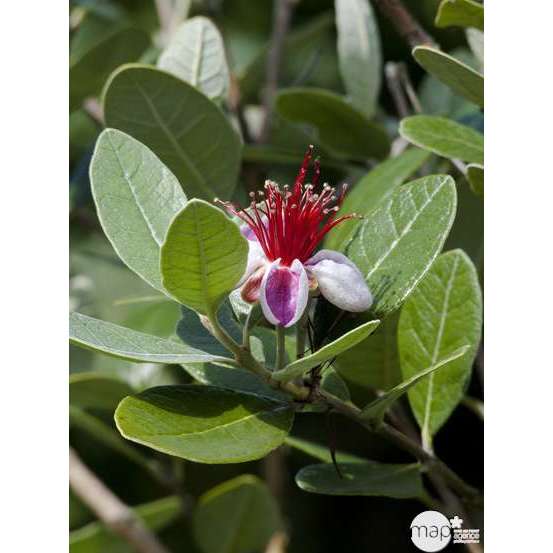 Feijoa Sellowiana - pot de 3 litres