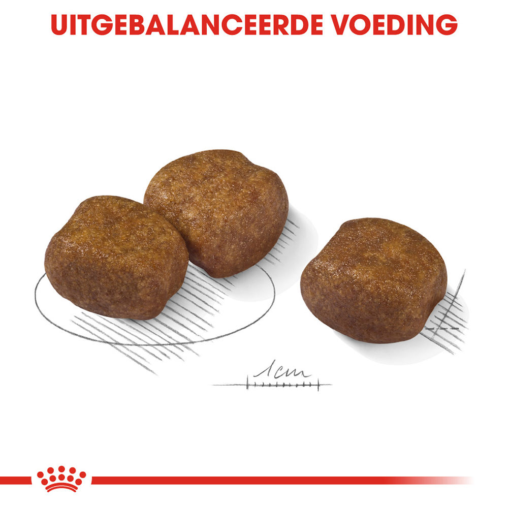 Royal Canin Maxi Dental Care - Hondenvoer