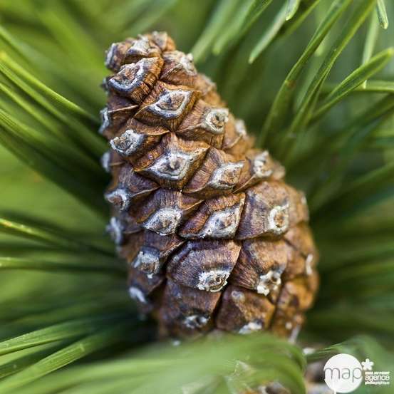 Pinus mugo Mops 20/25 : pot 3L