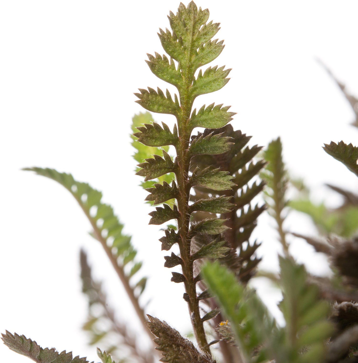 Koperknoopje (Leptinella potentillina) D 11 H 10 cm