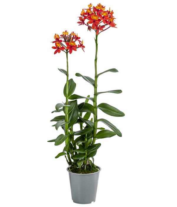 Orchidee - Epidendrum cultivars 'Nordic Fire'