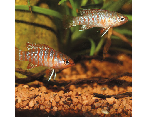 Korrelig voer JBL PRONOVO CICHLID GRANO S250mlCL