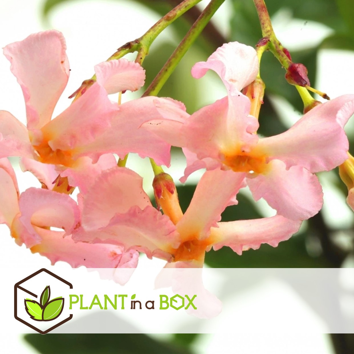 Jasmin toscan - set de 6 - rose - plantes de jardin - pot 9cm - hauteur 25-40cm