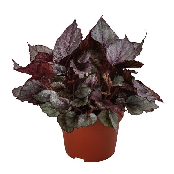 Blattbegonie - Begonia rex-Hybride 'Maori