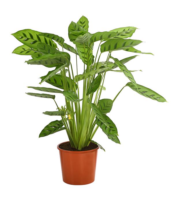 Korbmarante 'Leopardina'