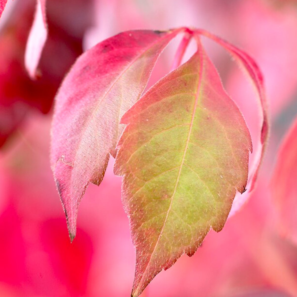 Bloomique – Parthenocissus Quinquefolia Engelmannii – Wilde klimplant – Klimplanten – Tuinplanten – Winterhard – Potmaat 15 cm – 70–80 cm hoog