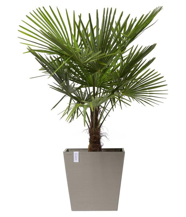 Ecopots Kunststoff-Topf Rotterdam mit Rollen