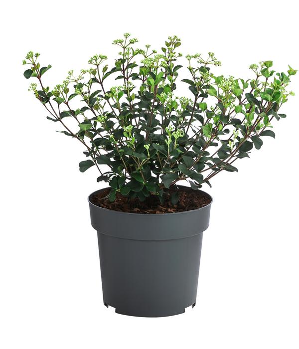 Lorbeer-Schneeball 'Fairy Stars' ®