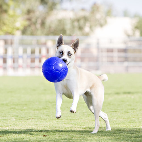 Jolly Soccer Ball