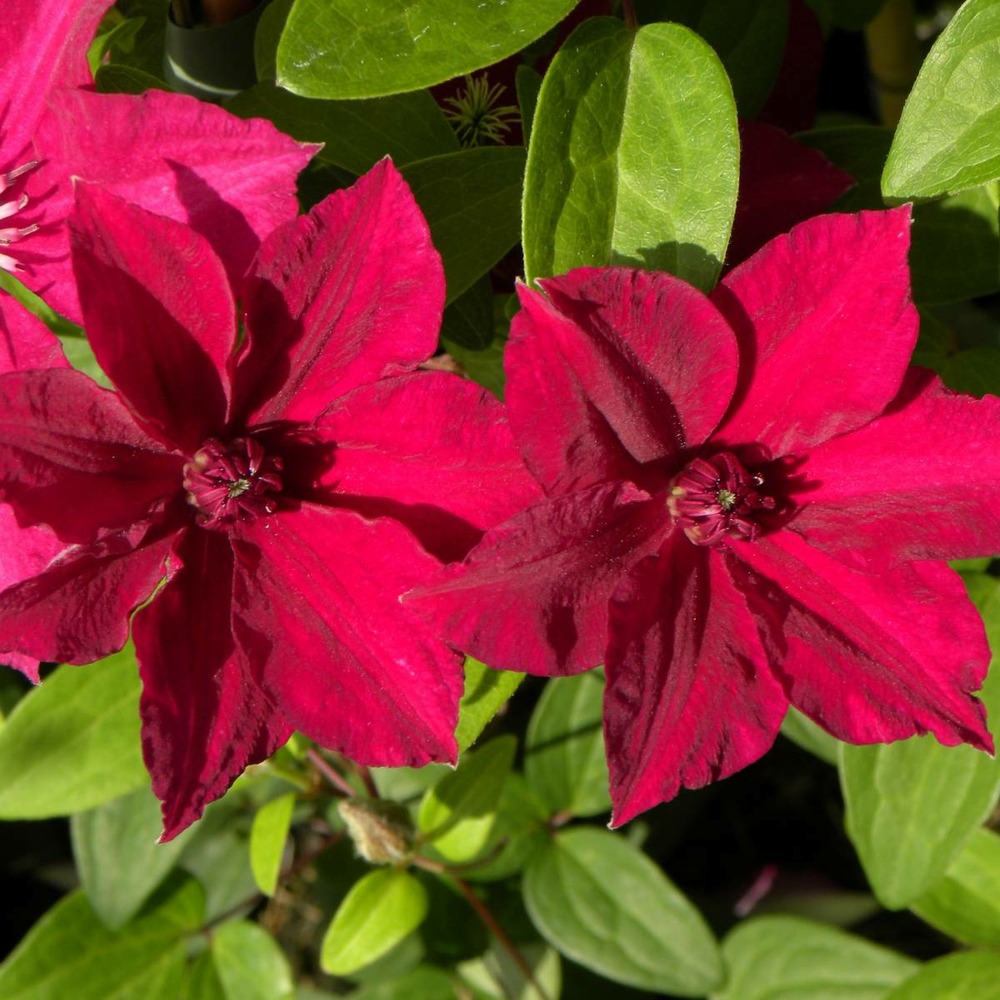 Clématite perida/clematis perida[-]pot de 1,5l - tuteur bambou 30/60 cm