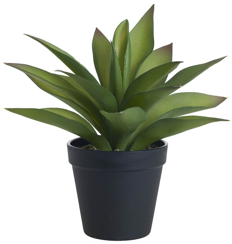 Agave plante 23 cm