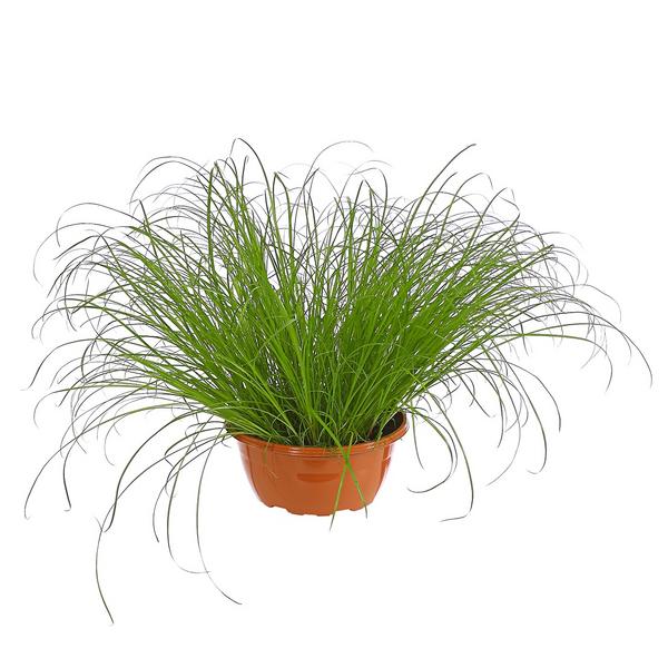 Dehner Lieblinge Katzengras - Cyperus zumula
