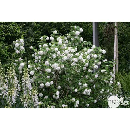 Viburnum opulus ' Roseum ' : H 60/80 cm ctr 4 litres