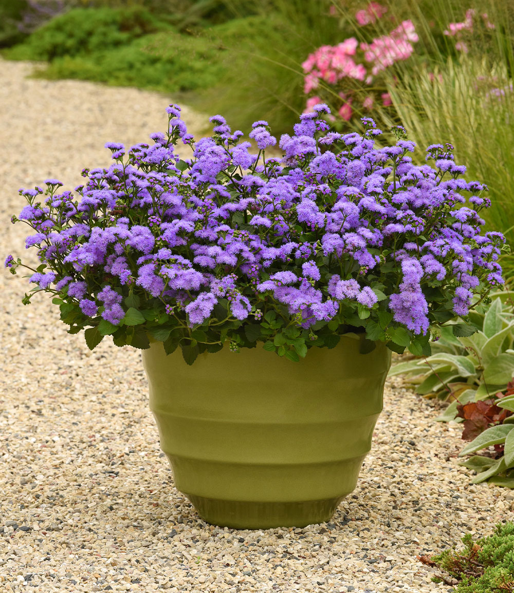 Ageratum 'Monarch Magic®'