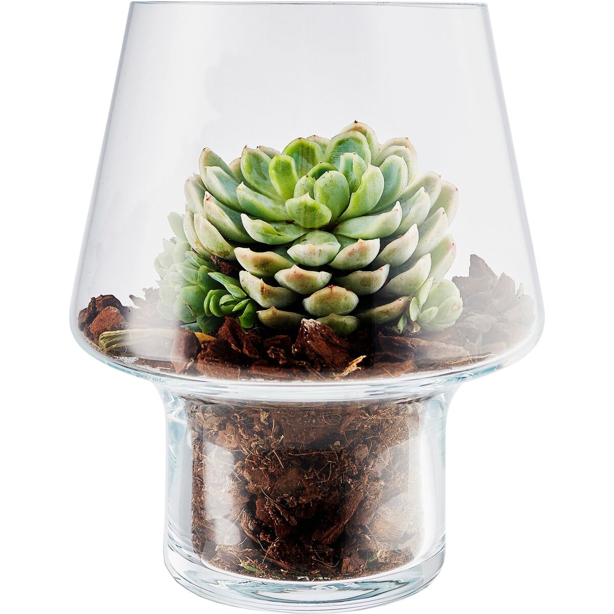 Sukkulent Glassvase Ø15 cm