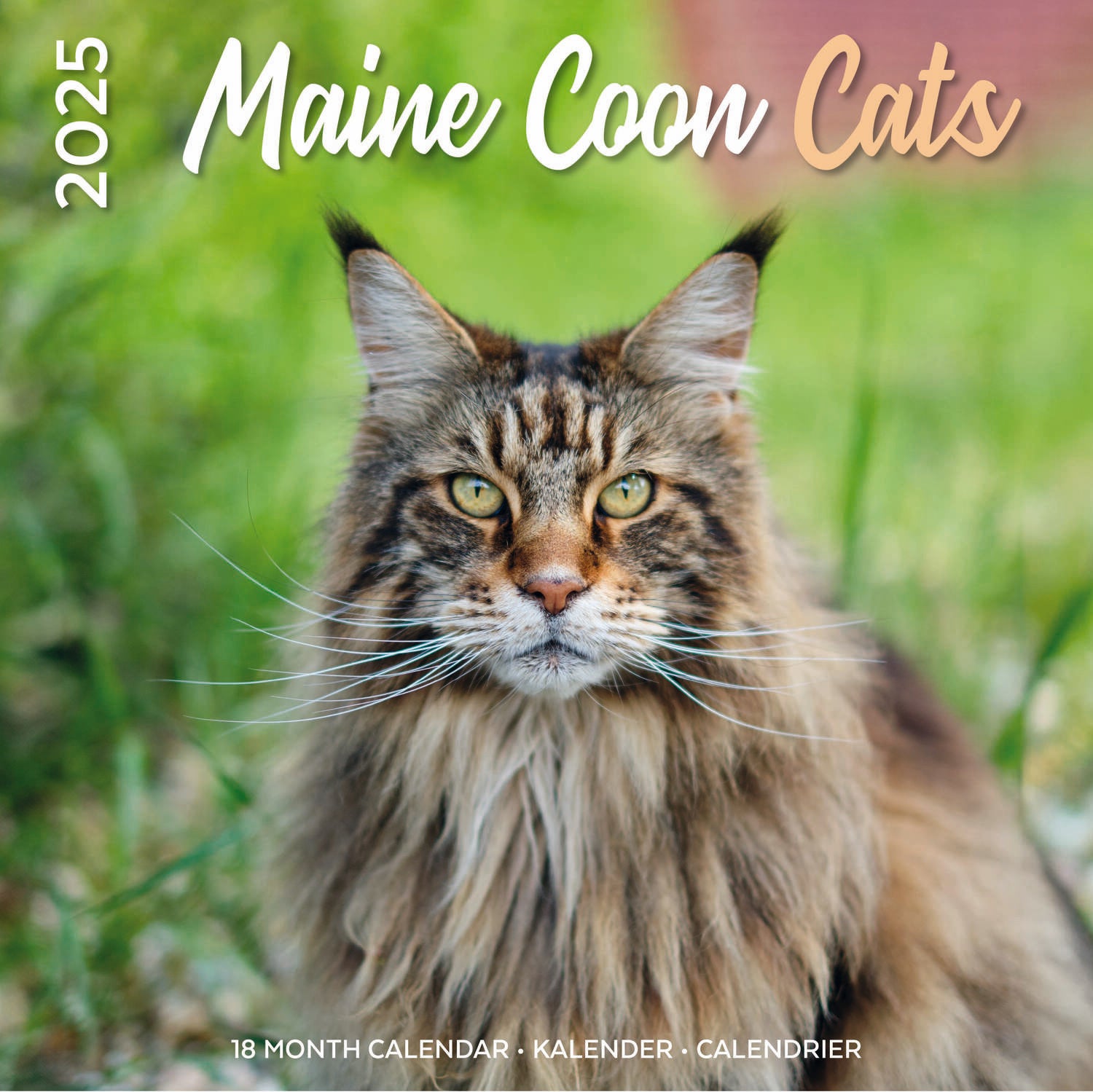 Plenty Gifts kalender maine coone 30 x 30 x 0,5 cm