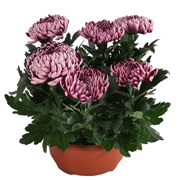 Deko-Chrysantheme, Schale, verschiedene Farben