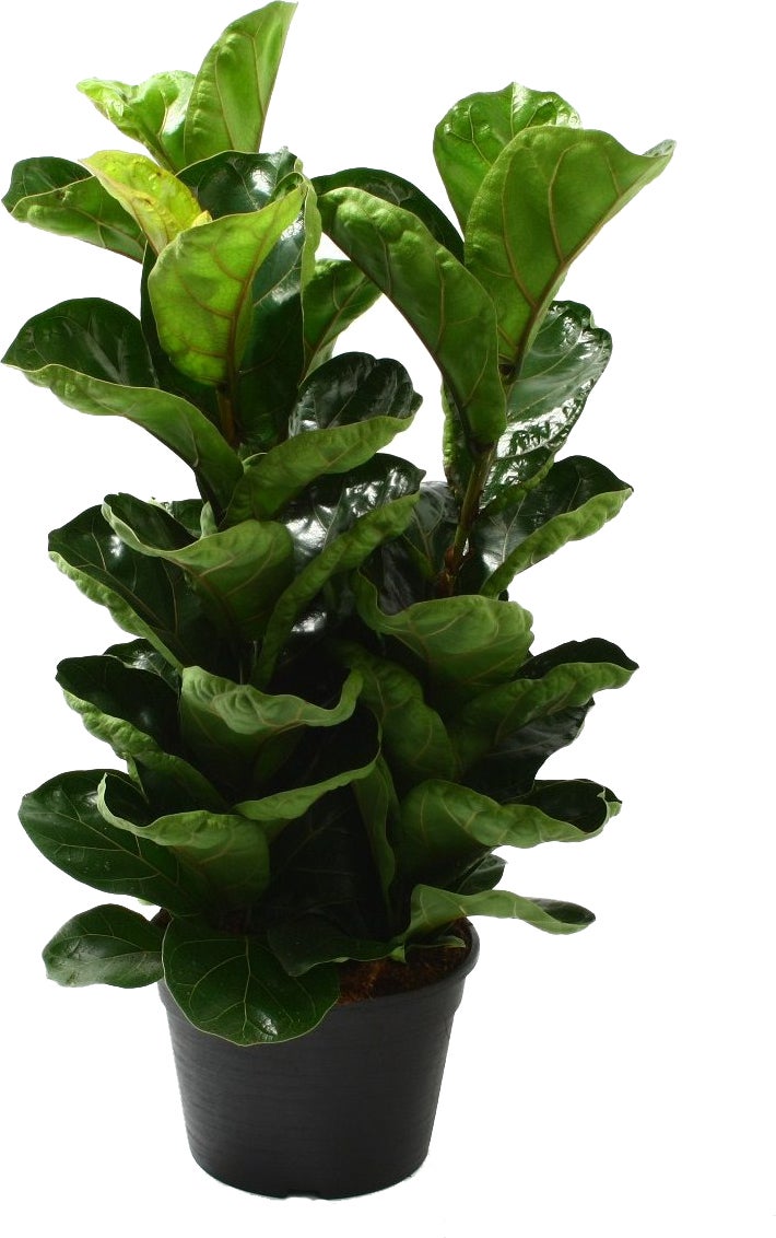 Vioolbladplant (Ficus lyrata 'Bambino') D 20 H 50 cm