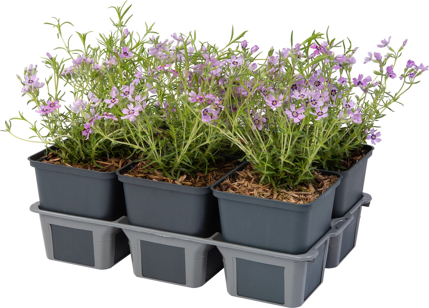 Kruipphlox (Phlox subulata 'Scarlet Flame') D 9 H 15 cm