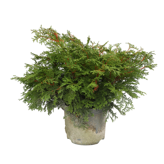 Chamaecyparis obtusa 'Pygmaea' Pot 3L