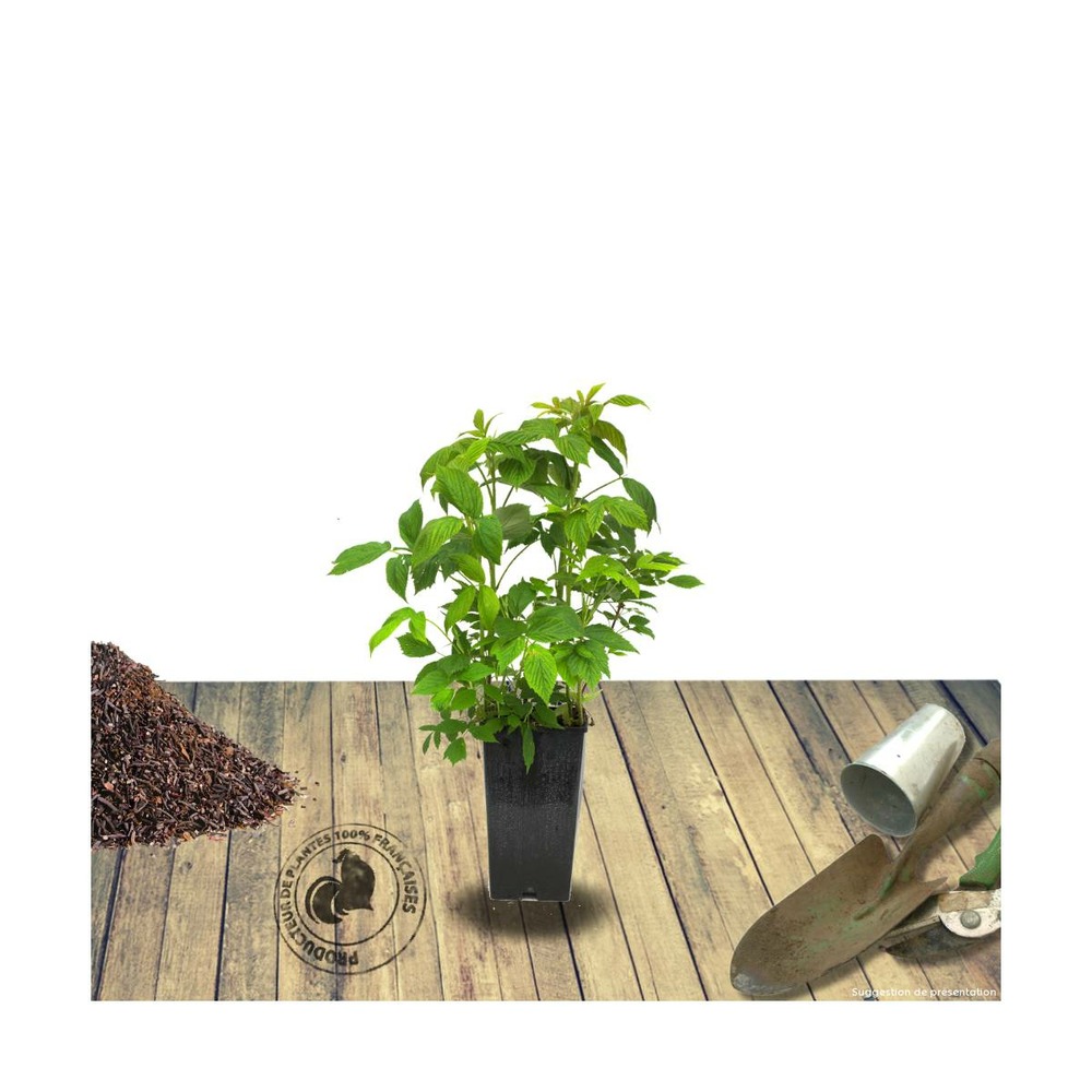 Framboisier idaeus goodasgold®/rubus idaeus goodasgold®[-]pot de 1,5l - 20/50 cm