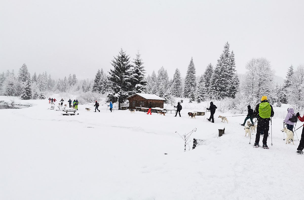 Husky Schneeschuhtrekking Postalm
