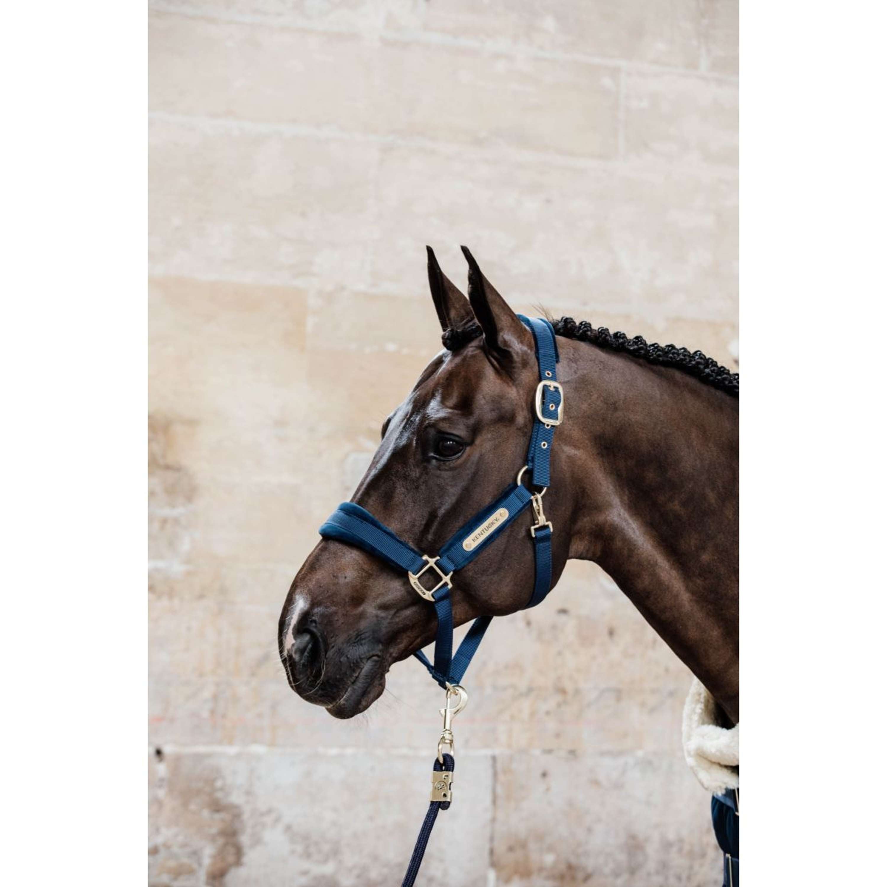 Kentucky Halster Velvet Navy