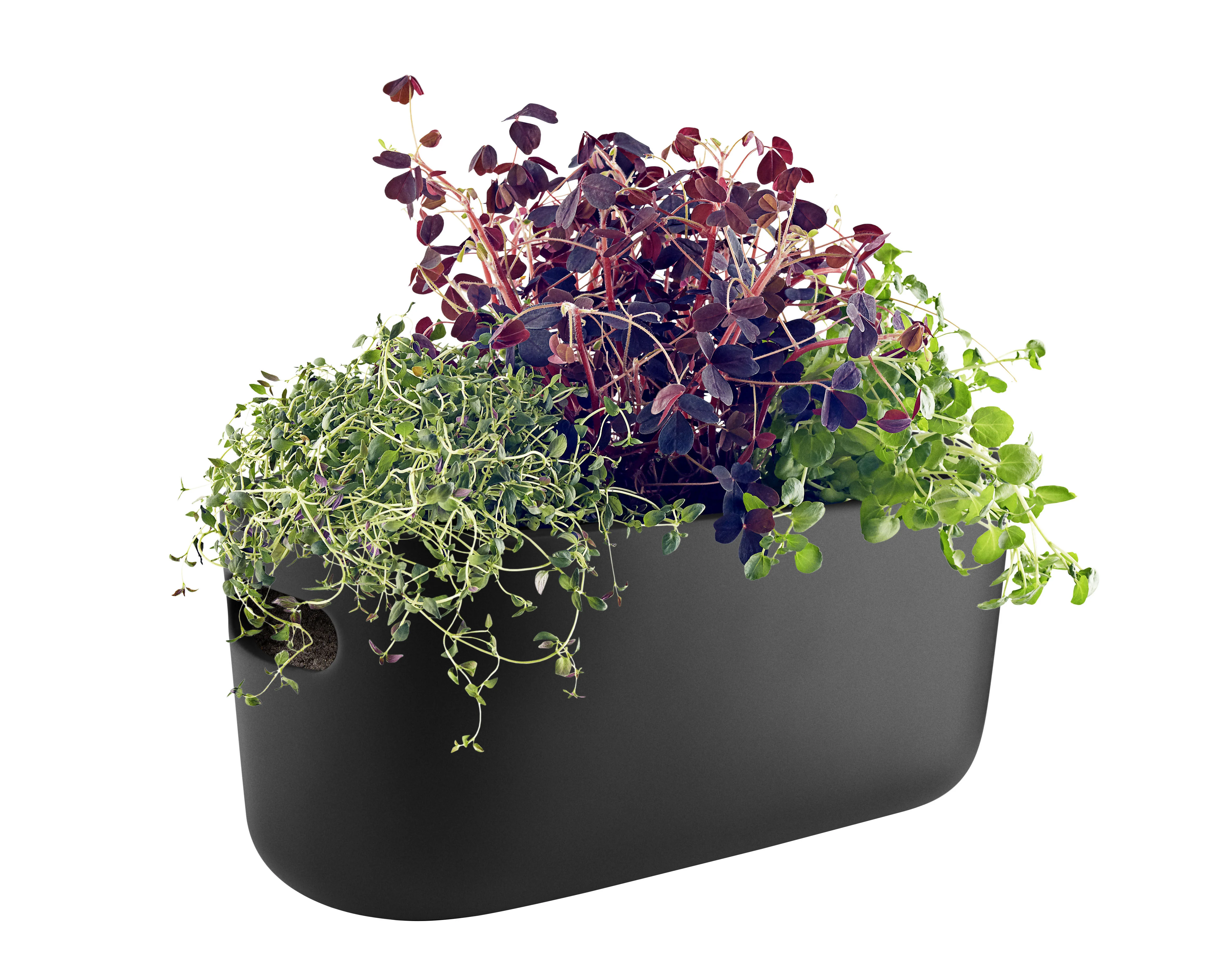 HERB - Pot à réserve d'eau céramique | Noir