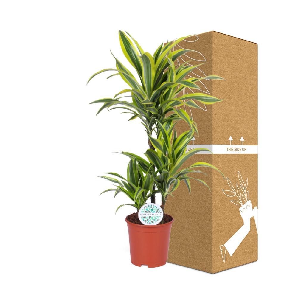 Plante d'intérieur - dracaena 'lemon lime' 90.0cm