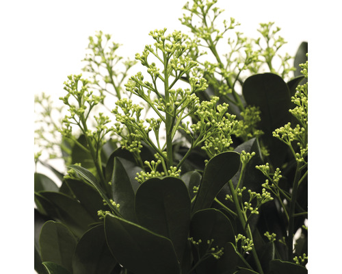 Japanse Skimmia FloraSelf Skimmia japonica 'Finchy' H 20-30 cm Co 3 L bossig