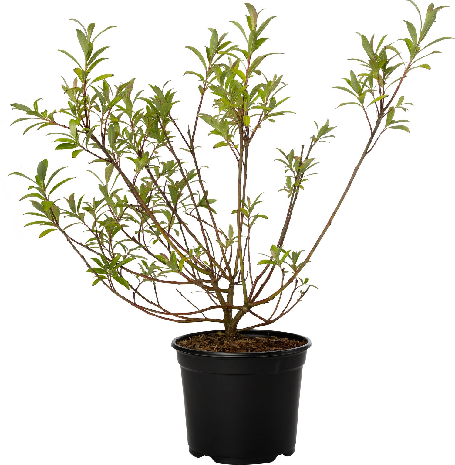 Roze Wilg (Salix gracilistyla 'Mount Aso') D 19 H 30 cm