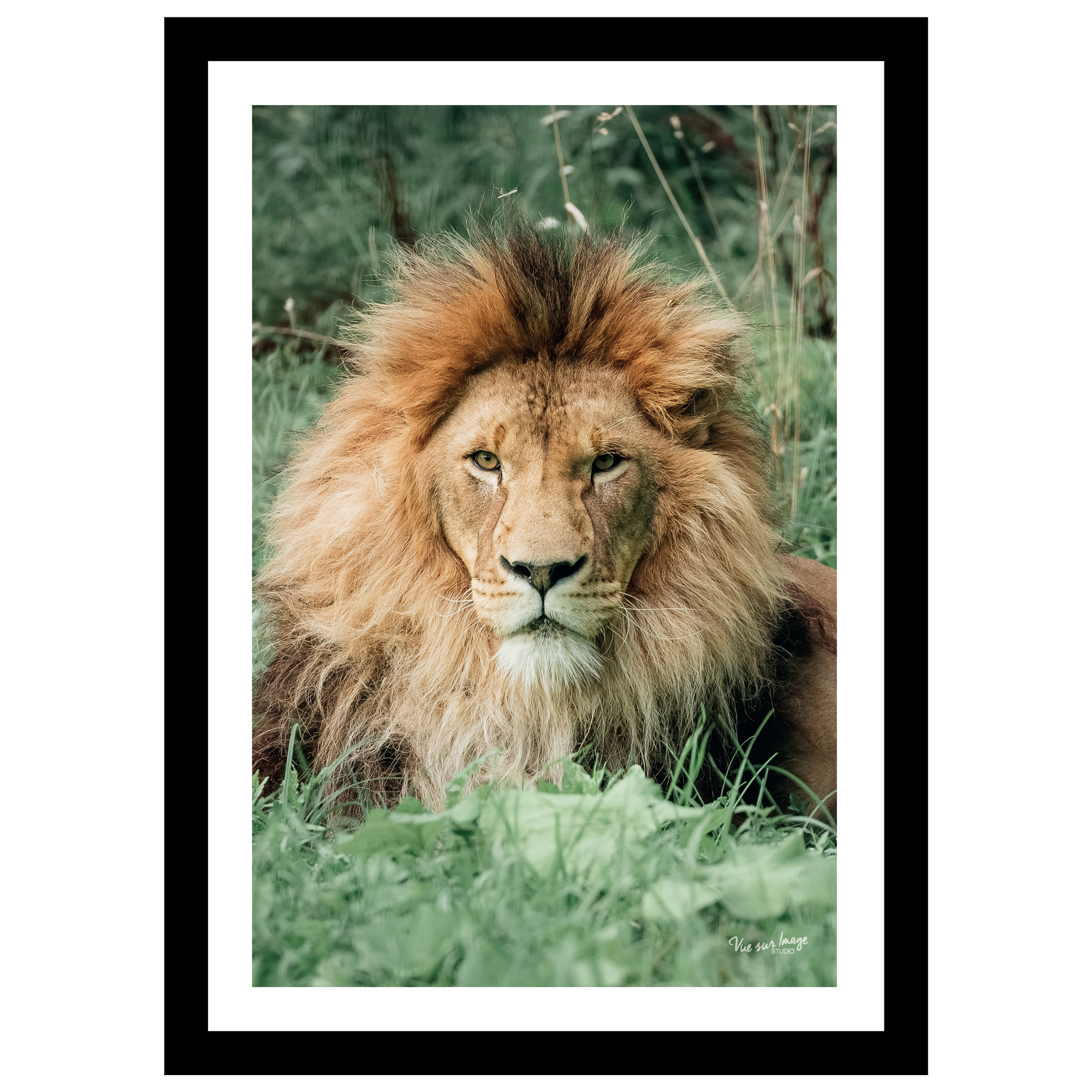 TABLEAU 25X35CM BAGUETTE NOIRE MAT LION