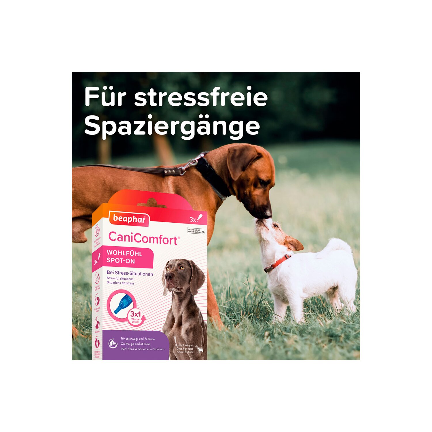 beaphar CaniComfort Wohlfühl Spot-On  - 3 x 1 ml