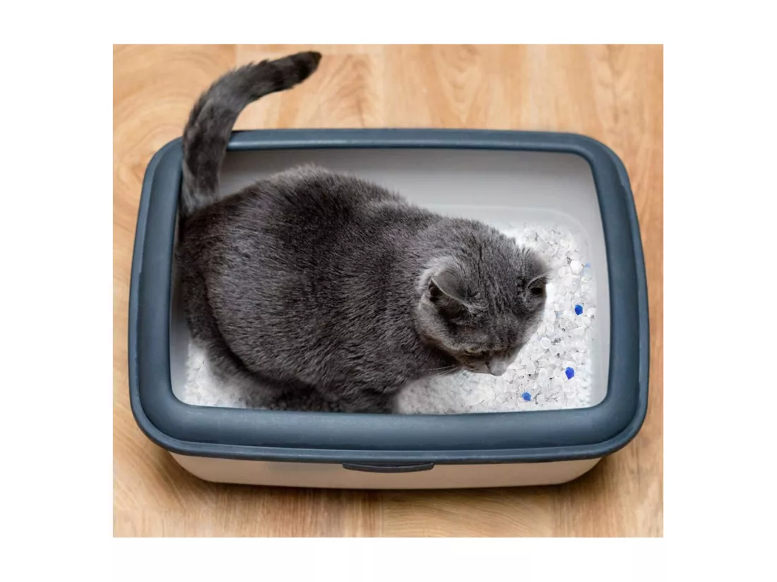 Lot de 4 litière écologique pour chat, litière pour chat anti-odeur - 5 L