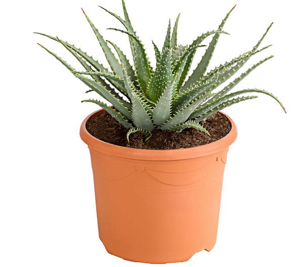 Tintenfisch-Aloe - Aloe arborescens