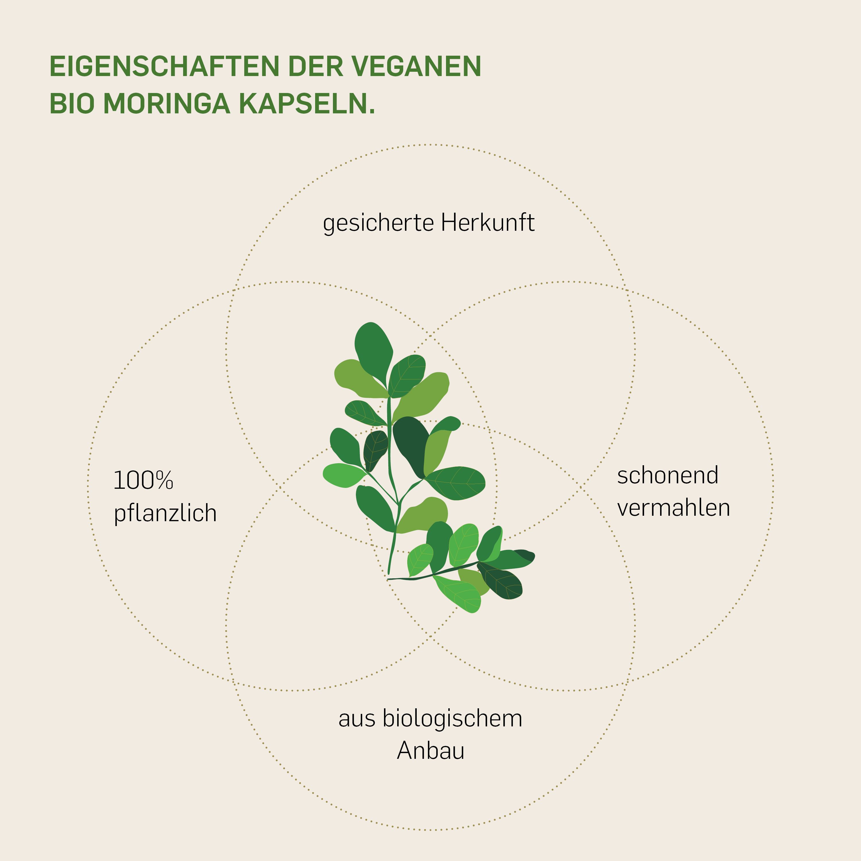 Kurkraft© Bio Moringa