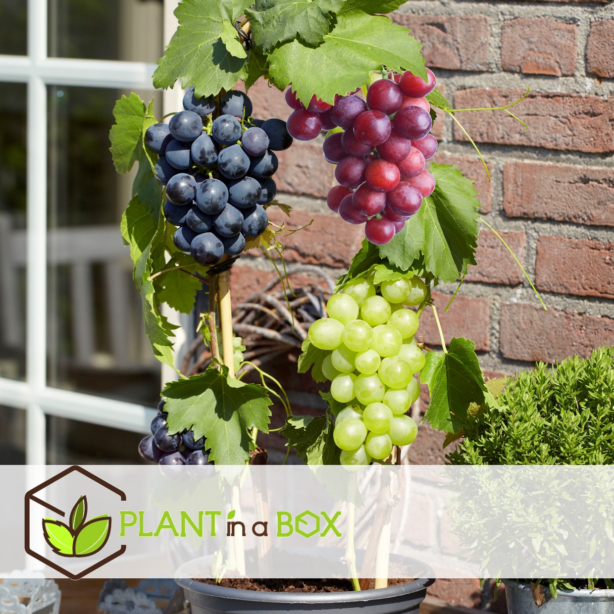 Plants de raisin - mélange de 3 - vitis vinifera - pot 9cm - hauteur 25-40cm