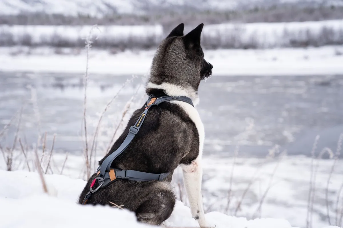 Seleverkstedet Trekreg dog harness Grå/brun