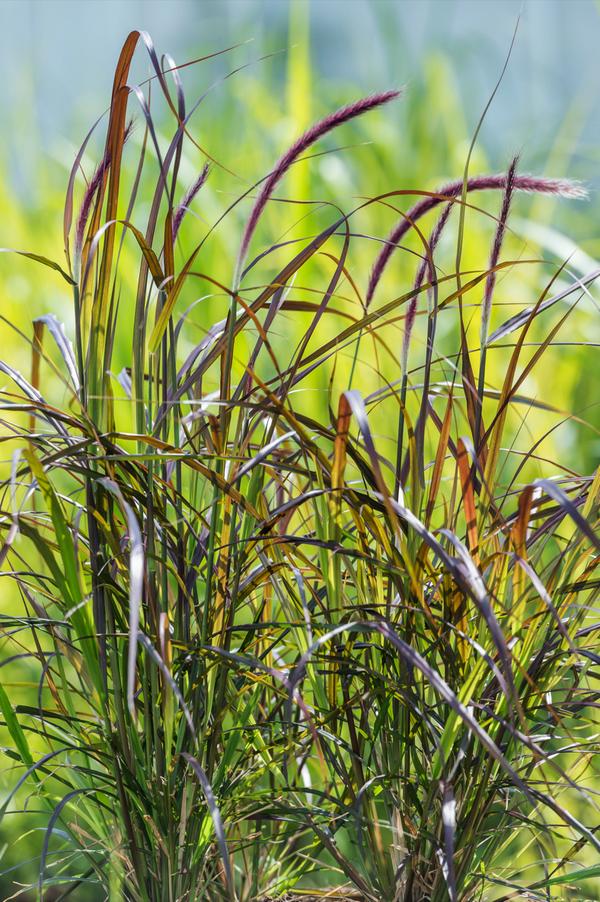 Rotes Lampenputzergras 'Summer Samba'