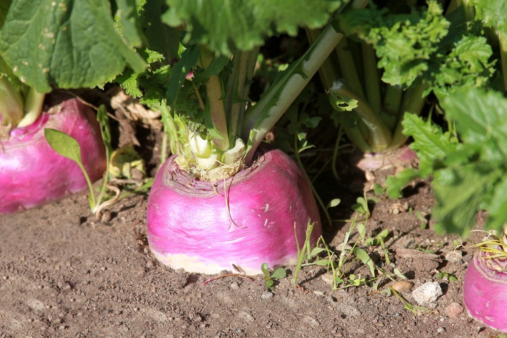 Bio - chou-rave - violet de vienne - 600 graines - avec substrat - brassica rapa