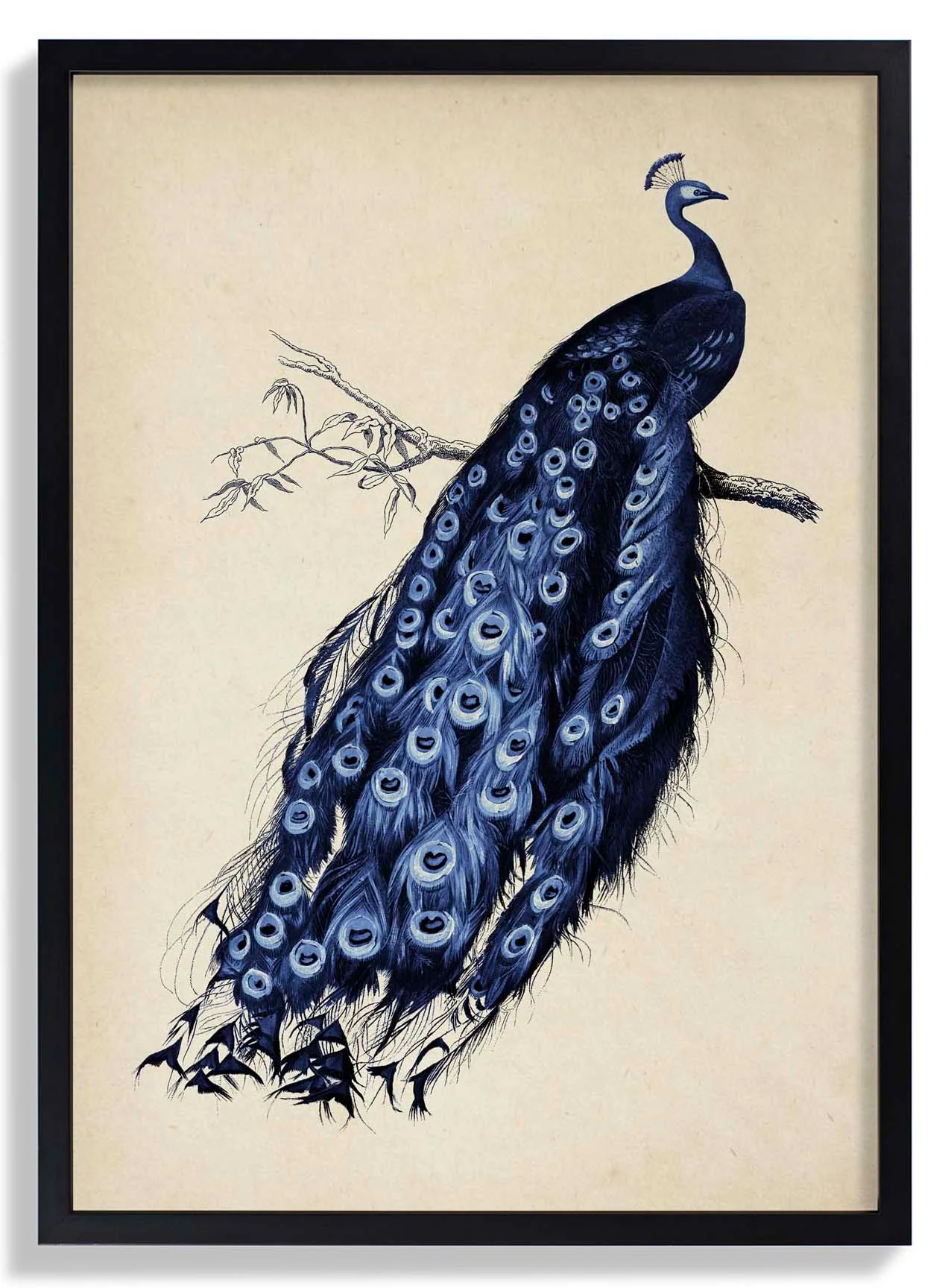 Antiker blauer Pfau