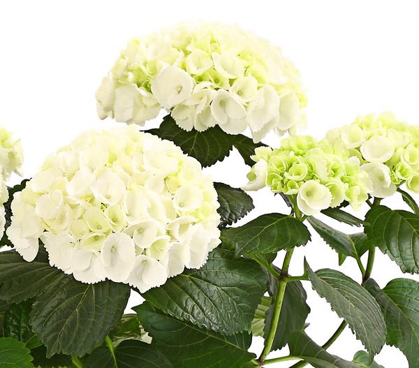 Hortensie - Hydrangea macrophylla