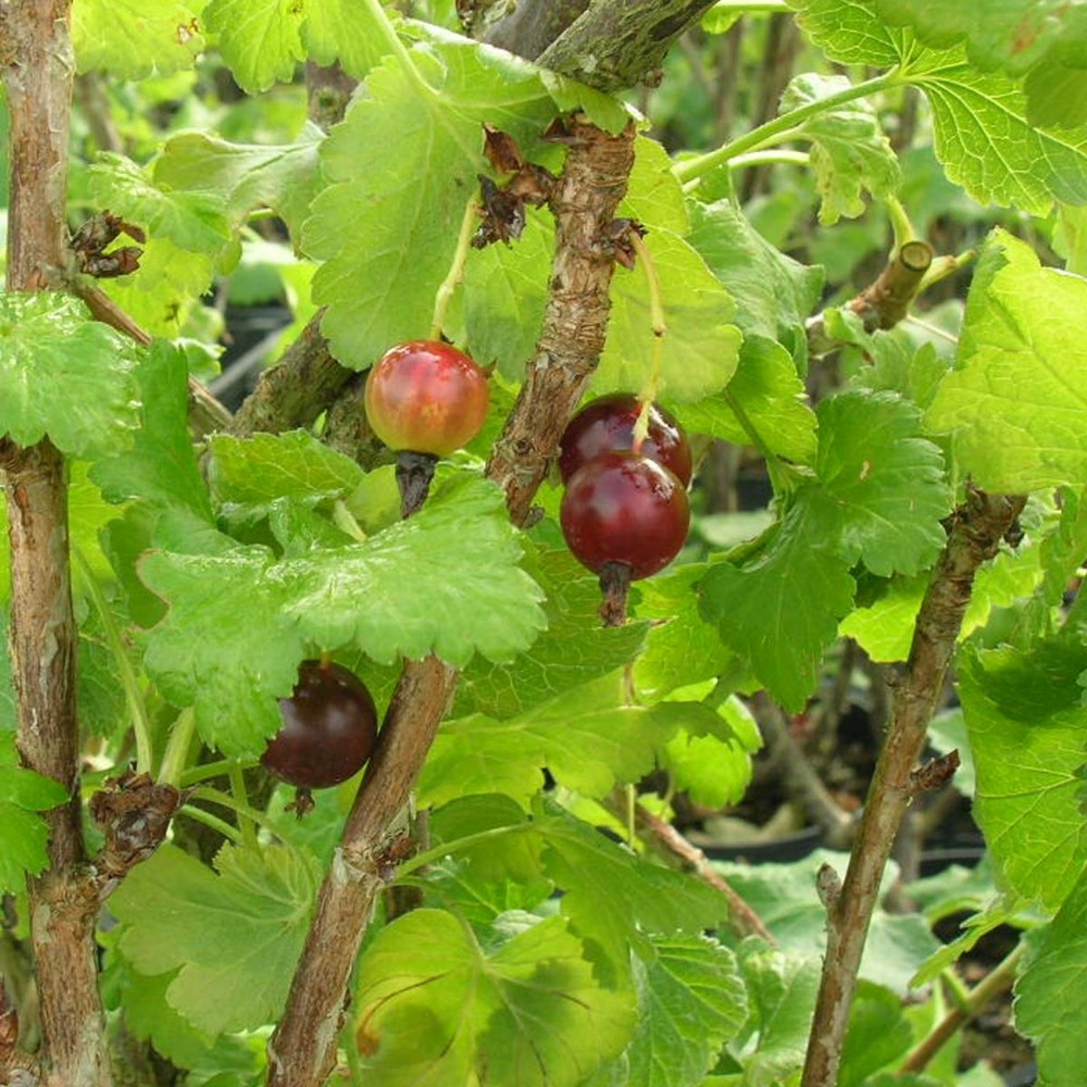 Caseille x nidigrolaria josta/ribes x nidigrolaria josta[-]pot de 5l - 40/60 cm