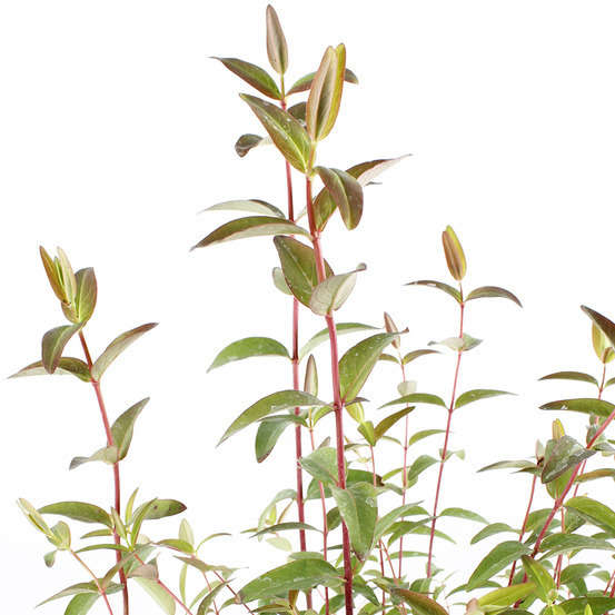 Hypericum x ' Hidcote '- pot de 4 litres