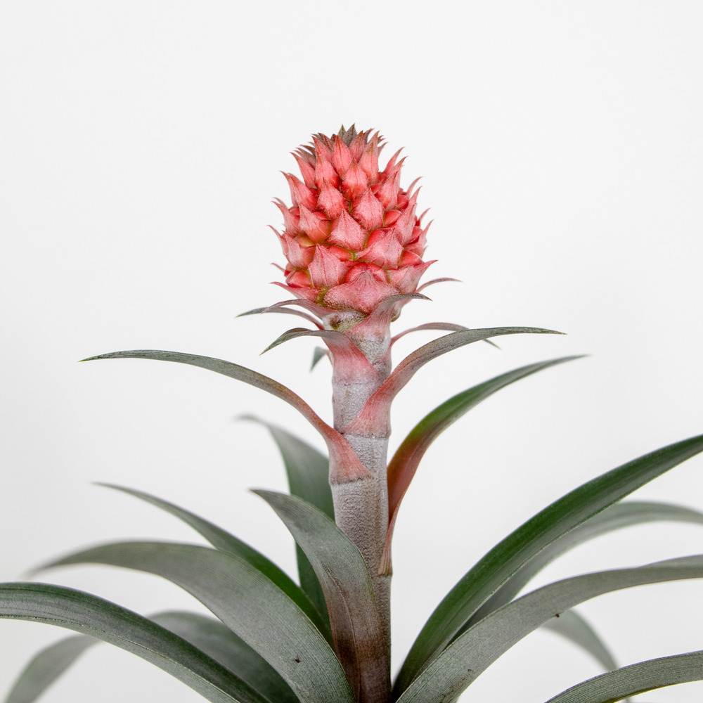 Ananas comosus 'rosita' – ananas – peu d'entretien – ⌀12 cm – ↕30-40 cm