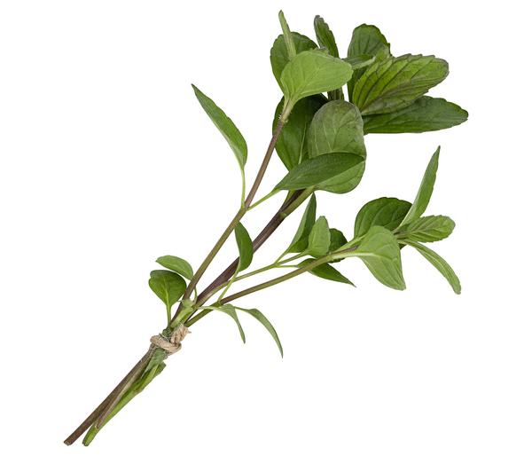 Marokkanische Minze